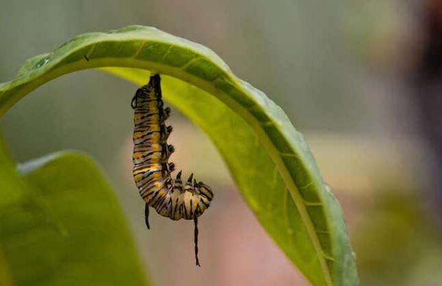 蝴蝶一生的成長過程 蝴蝶一生經歷哪幾個階段？