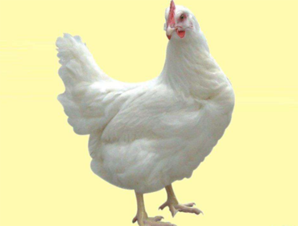 白羽肉雞的種類和圖片-科寶肉雞