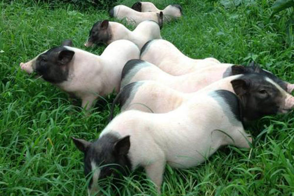 廣西巴馬香豬養殖前景怎么樣？