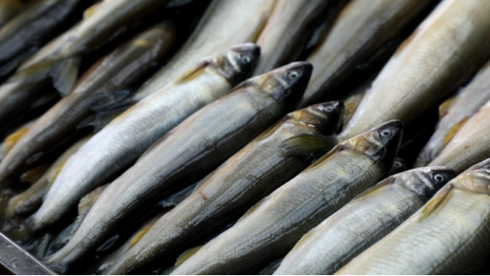 鴨綠江香魚實現人工繁育 傳統品種再成餐桌美味